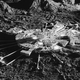 Illustration for article titled NASA Abandons Moonbase Plans